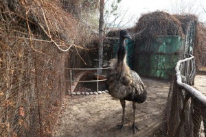 Продают в интернете: куда дели животных из парка «Планета» в Астрахани