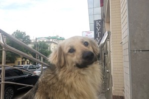 Где в&#160;Астраханской области запретили кормить и&#160;выгуливать собак
