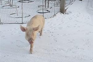 Астраханцы обратили внимание на похождения голодной свиньи