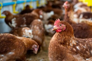 Более 8 тысяч кур погибло от птичьего гриппа на астраханской птицефабрике