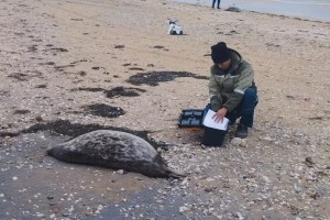 Экологи заявили о&#160;критическом состоянии популяции каспийских тюленей