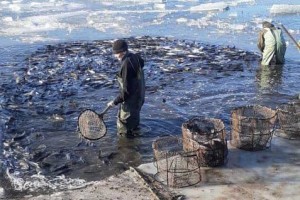В Астраханской области активно развивается прудовое рыболовство