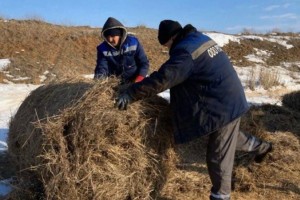 Сотрудники солепромысла в Астраханской области спасли диких сайгаков