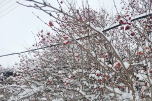 Пятница в Астрахани будет теплой и снежной