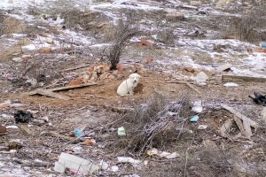 Астраханская пенсионерка пыталась поджечь нору с щенками
