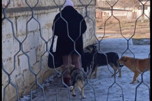 По факту нападения собак на ребенка в&#160;Астрахани возбуждено дело