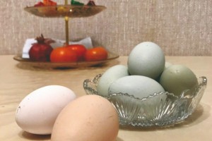 В Астраханской области курицы снесли голубые яйца