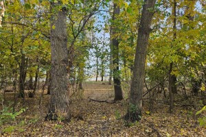 В Астраханской области продолжат восстанавливать лес