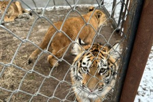 В Астраханской области конфискуют контрабандных тигрят и&#160;львов, изъятых у&#160;мужчины