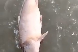 Астраханцы обнаружили очередной замор рыбы