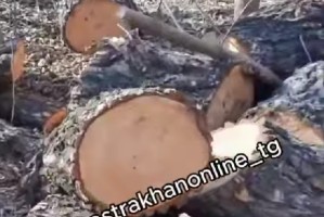 На Городском острове в Астрахани заметили странную ликвидацию деревьев