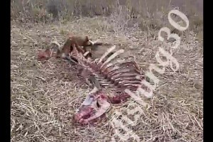 «Дикий зверь здесь лютует»: под Астраханью обнаружили обглоданные скелеты