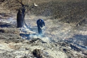В Астраханской области намеренно сжигают сухую растительность