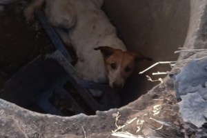 Астраханские спасатели достали собаку, провалившуюся в&#160;люк