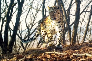 ВТБ выбирает имя маме семейства дальневосточных леопардов