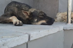 В Астраханской области появились два пункта временного содержания для собак