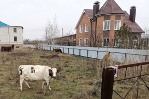 В Астраханской области вводят новые правила для животноводов