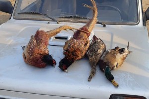 В Астраханской области обнаружили факт незаконной охоты на дичь