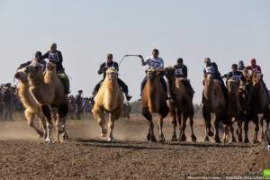 В Астрахани прошли скачки и бега на верблюдах