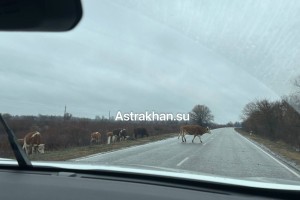 В Астраханской области недалеко от карантинного села Сахма продолжают разгуливать безнадзорные коровы