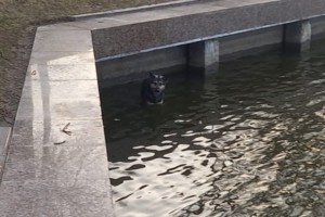 В Астрахани бездомная собака упала в&#160;Лебединое озеро