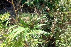 В Астрахани прошло уничтожение дикорастущих наркосодержащих растений