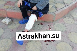 Следком возбудит уголовное дело о нападении собаки на пенсионерку в Трусовском районе Астрахани