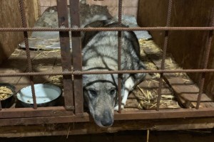 Собак из Ахтубинска отправляют в Астрахань