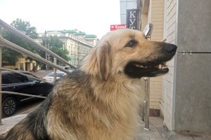 100 рублей за собаку: в Астрахани устроили незаконный приют