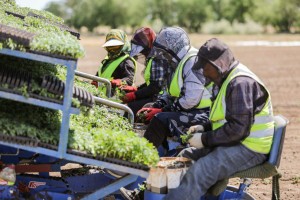 Астраханские аграрии ставят рекорды в сельском хозяйстве благодаря труду мигрантов из Узбекистана