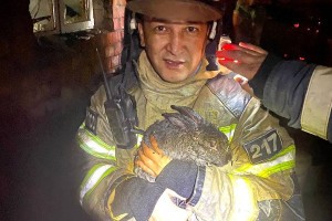 В Астрахани пожарные спасли 48 кроликов из огня