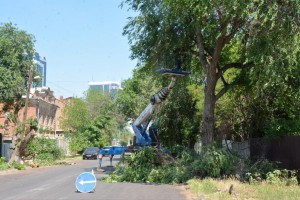 В Астрахани опиливают деревья, чтобы отремонтировать дороги