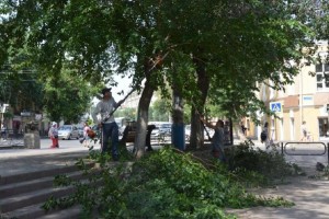 В Астрахани приводят в порядок деревья