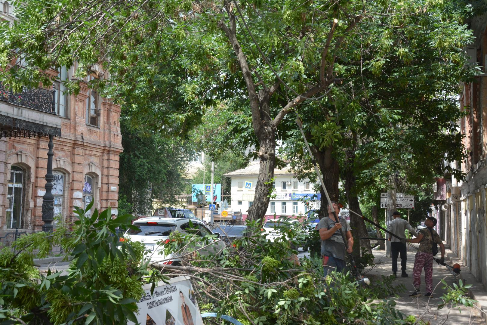 В Астрахани приводят в порядок деревья | 11.06.2024 | Астрахань - БезФормата