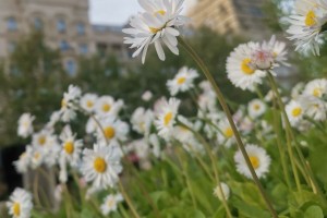 Астраханцы в&#160;честь Дня России высадят 10 тысяч цветов