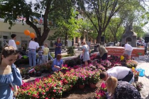 В центре Астрахани высаживают 10 тысяч цветов