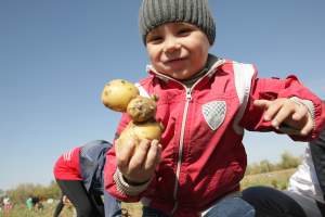 Около 170 тонн картофеля собрали участники акции "Накорми себя сам»
