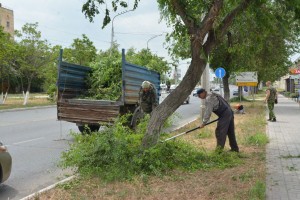 На пяти улицах Астрахани провели опиловку аварийных деревьев