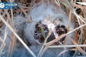Работник астраханской энергокомпании отбил у дворняг крошечного совенка