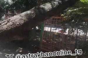 Еще одно аварийное дерево в Астрахани рухнуло на детскую площадку