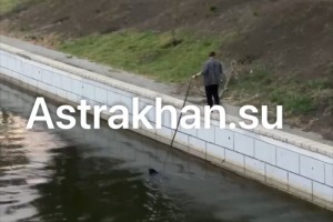 Астраханец показал необычный способ выгула собаки
