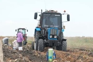 В Астраханской области собирают первый урожай картофеля