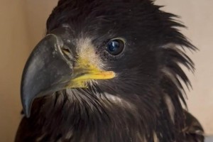 В Астраханской области спасли травмированного орлана-белохвоста