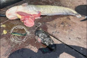 Астраханский рыбак обнаружил в брюхе сома интересную находку