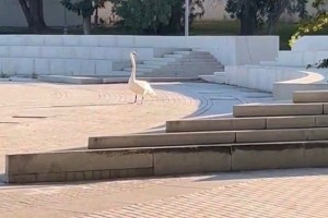 В Астрахани вновь заметили лебедя, который гулял по центру города