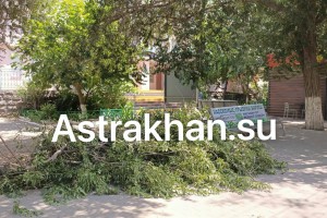 Сухие ветки в&#160;Астрахани продолжают угрожать безопасности горожан