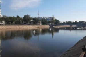 В Астрахани сбежавшего лебедя-рецидивиста заметили в канале имени Варвация