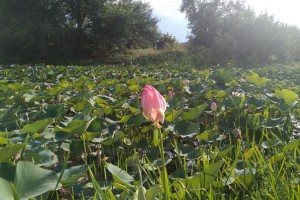 В астраханском заповеднике объяснили, с&#160;чем связано раннее цветение лотоса