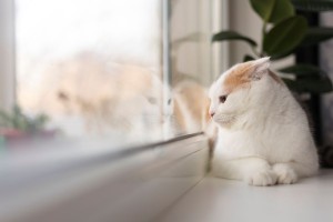 Возможна мучительная смерть: астраханцев предупредили об опасности для кошек