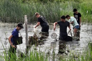 Астраханские школьники спасают мальков от гибели